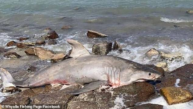 數十條鯊魚死在澳大利亞熱門旅遊沙灘上,網民震驚官員忙調查_昆士蘭