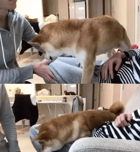 每日话题:你的狗狗做过哪些让你感动的事情?_女主人