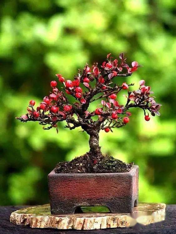 4款桩材盆景设计案例见证野生果树枝也能玩出盆景造型