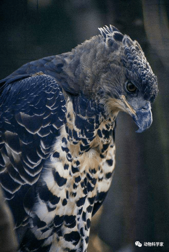 非洲冕雕的食物包括各种小型哺乳类,鸟类,两栖类,爬行类等,它的翅膀和