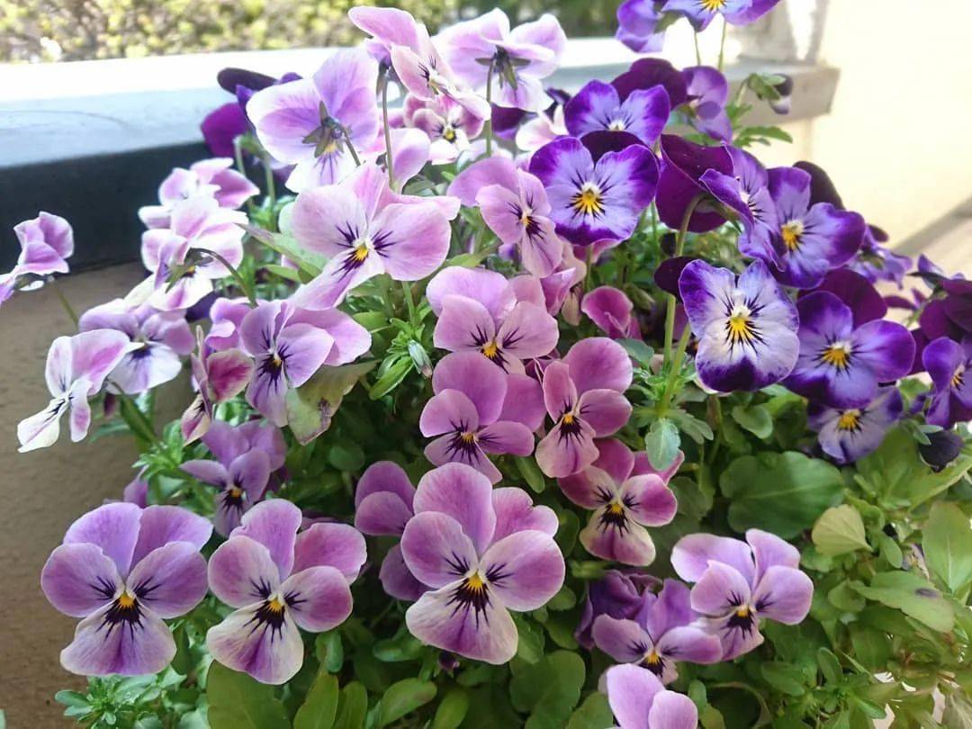 团购丨超大稀有花毛茛花锦鲤&多色角堇组合