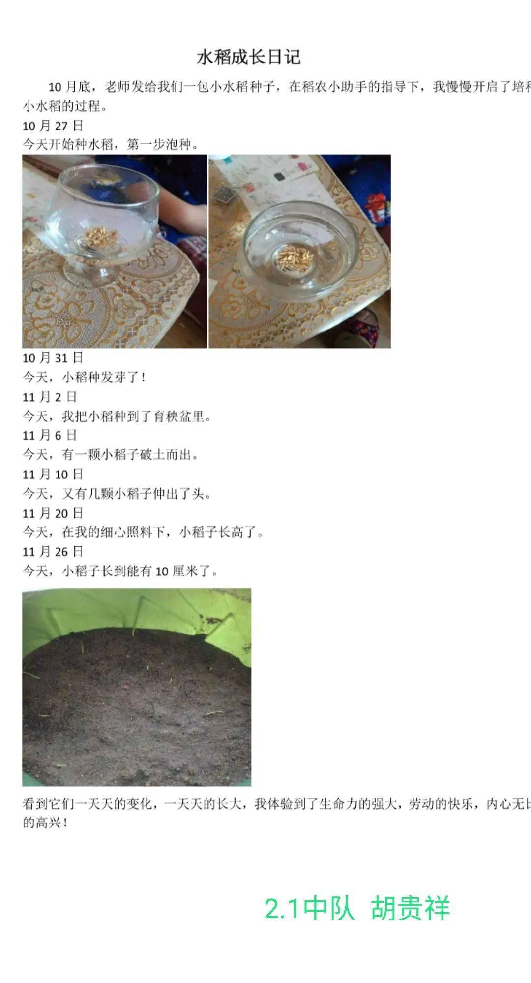 二.1中队水稻种植活动记录 金秋十月,青岛四方实验小学二.