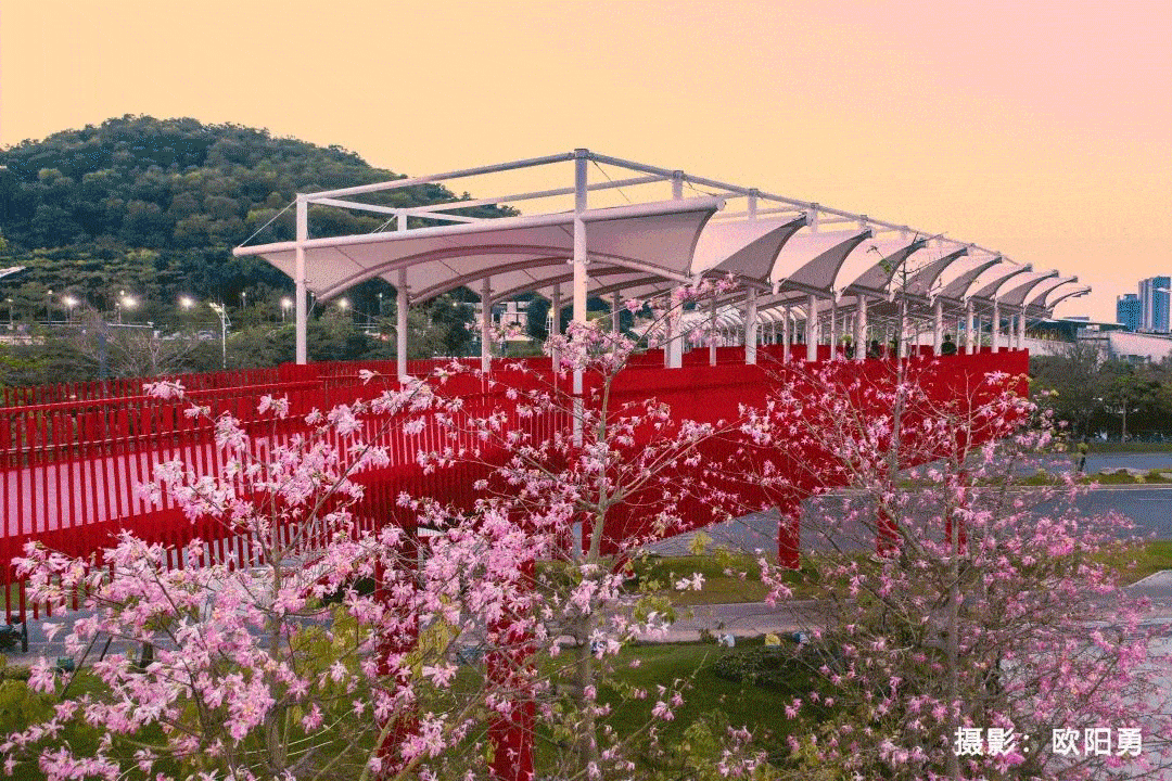 打卡虹桥深圳最美红飘带是怎样建成的