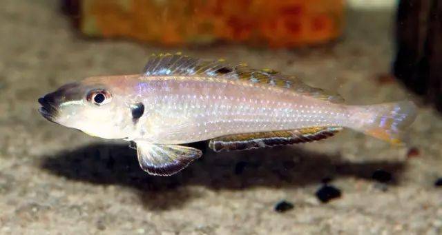 benthochromis tricoti kantalamba巨型金頭劍沙cyprichromis sp.