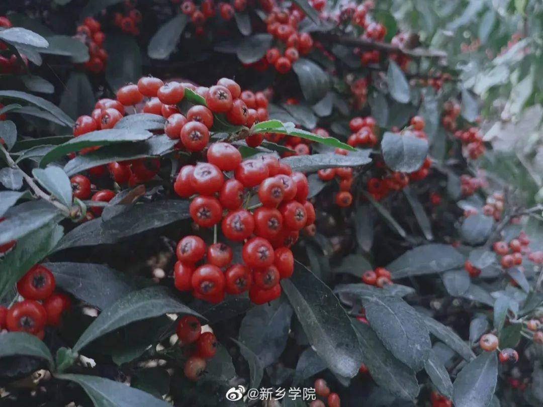 在空中 如蝴蝶优美看这树叶灿橙的秋季仍在徘徊留步当新院冬季来临之