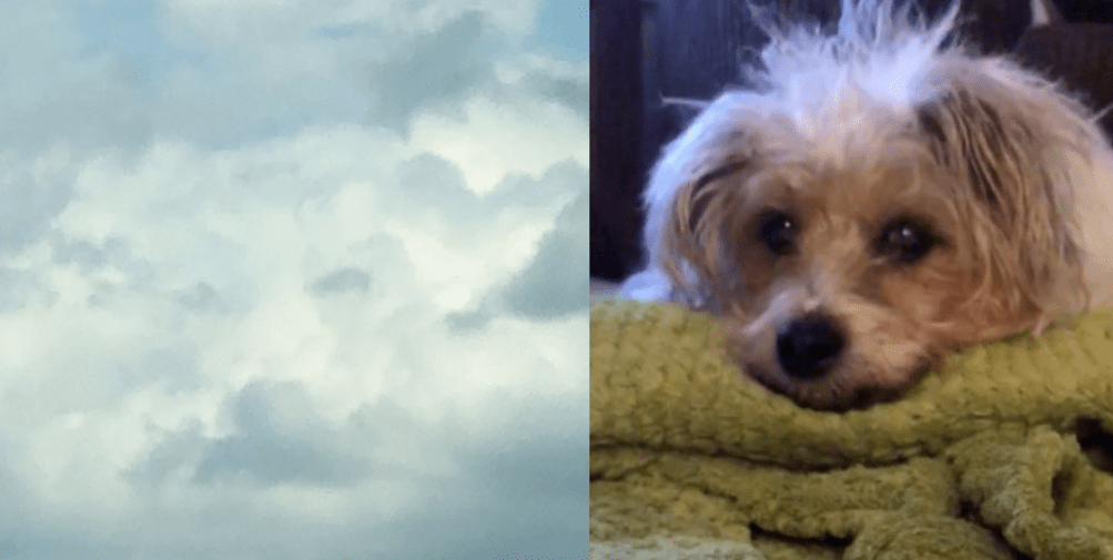 天空飘来一朵云,网友抬头一看瞬间泪崩:是你回来看我了吗?_狗狗