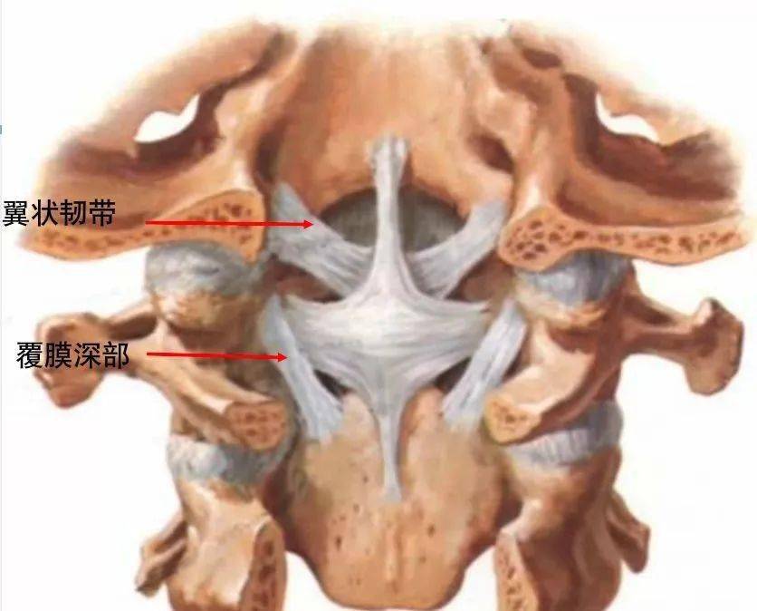 脊柱超詳細解剖,高清圖文版!_頸椎