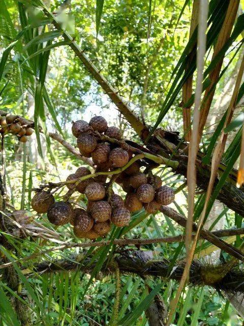 作为生长在热带,亚热带地区的植物,酒椰果大部分分布在海南地区,导致