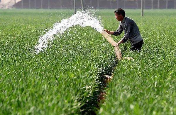 冬小麦不一样时期的浇水时间及要点介绍