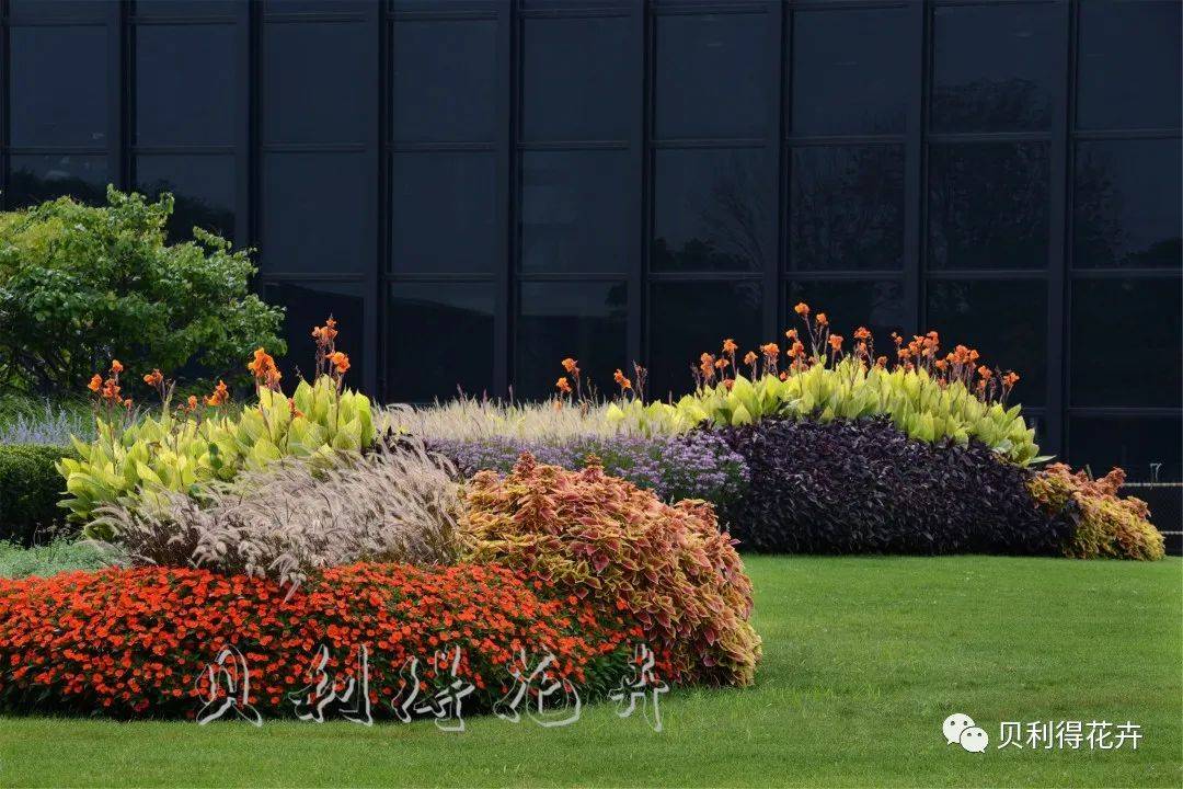 品种热推无性系彩叶草订单正在接收中