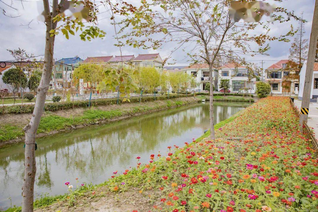 将菜地网格化看柘林镇新寺村田园风貌大变身