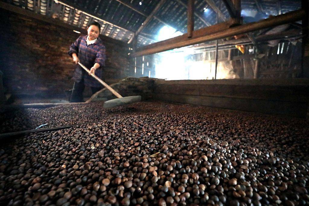 广西三江:茶油开榨助脱贫