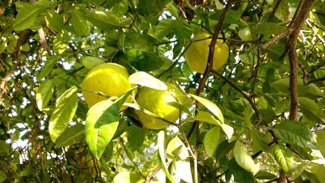 沙沟古镇大士禅林800年香橼树