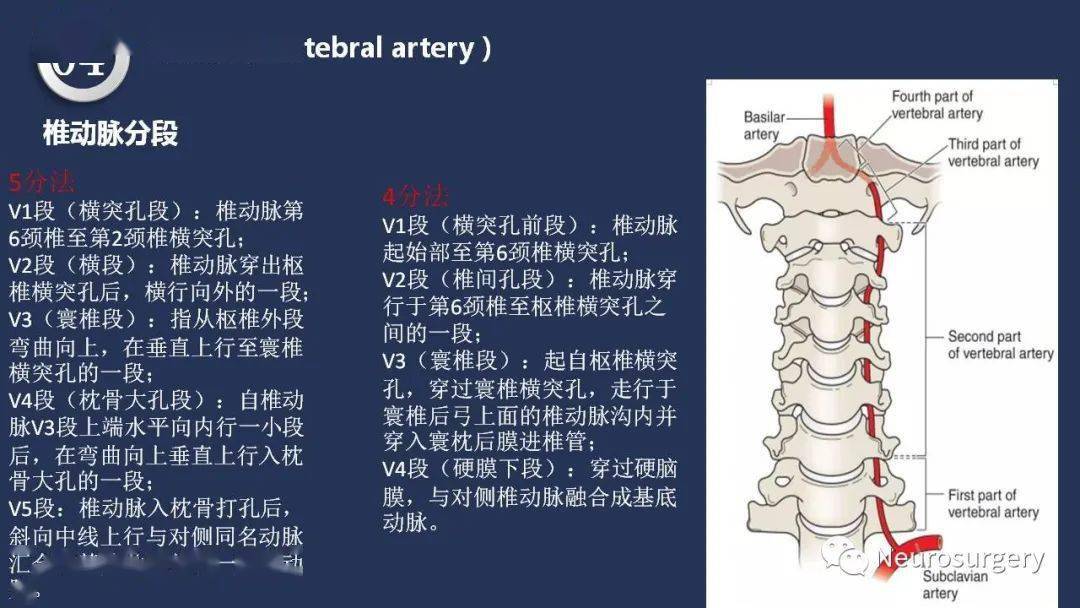 高清头颈动脉系统解剖