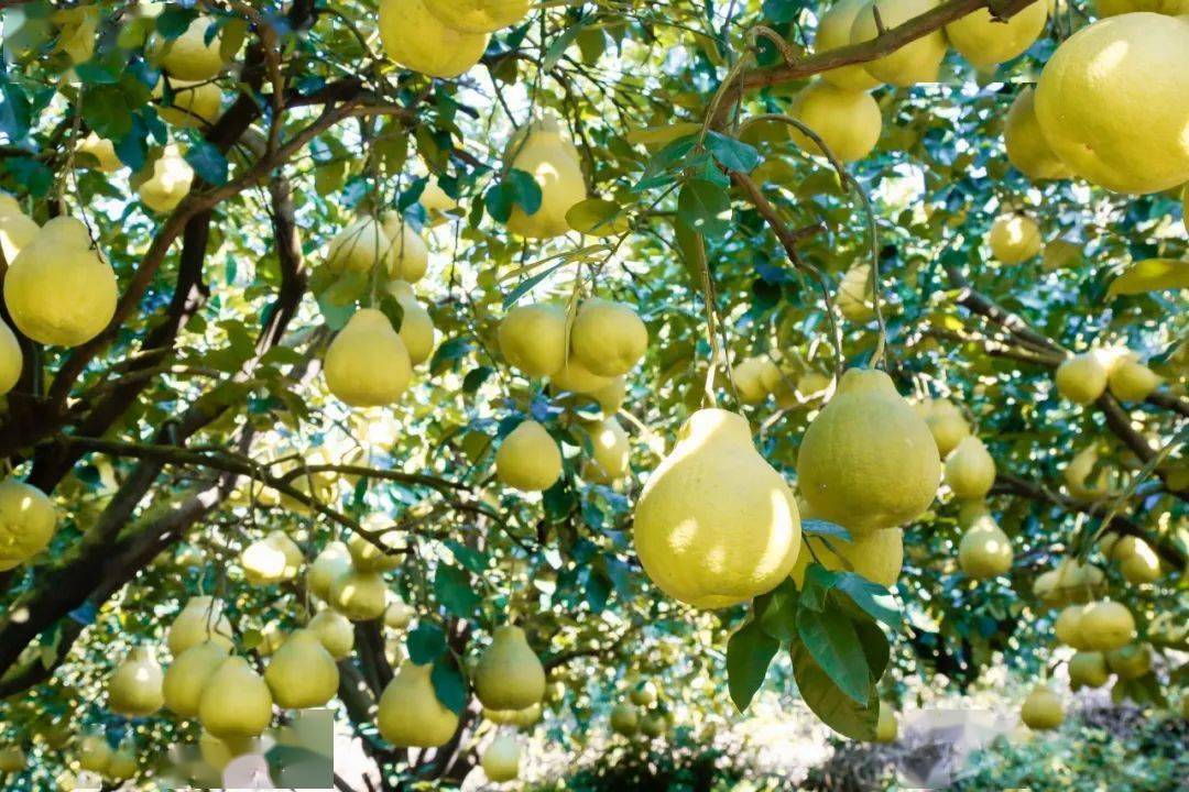 冬日里一抹香甜 "柚" 惑_沙田柚