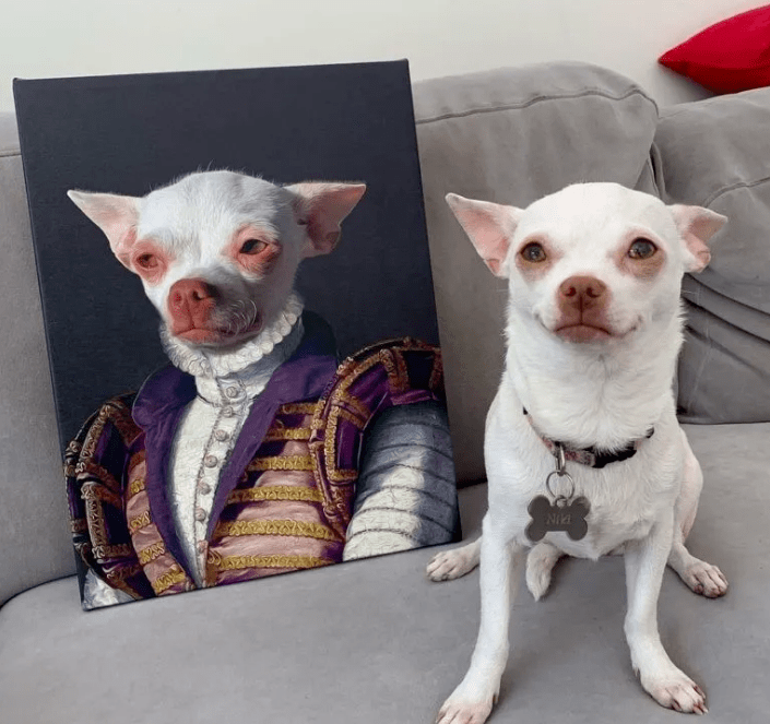 别再说吉娃娃只对主人温柔了,铲屎的都快被它打死了!_niki