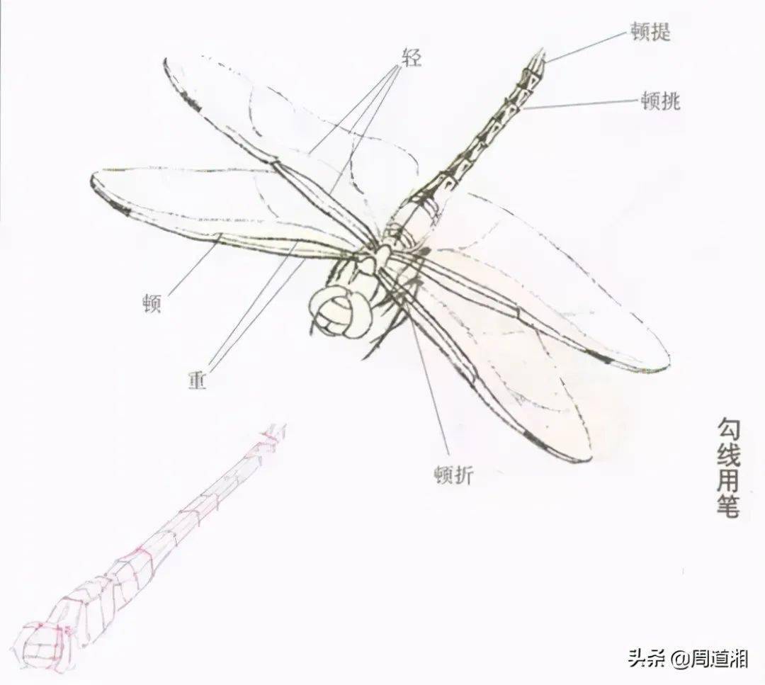 蜻蜓结构图眼睛图片