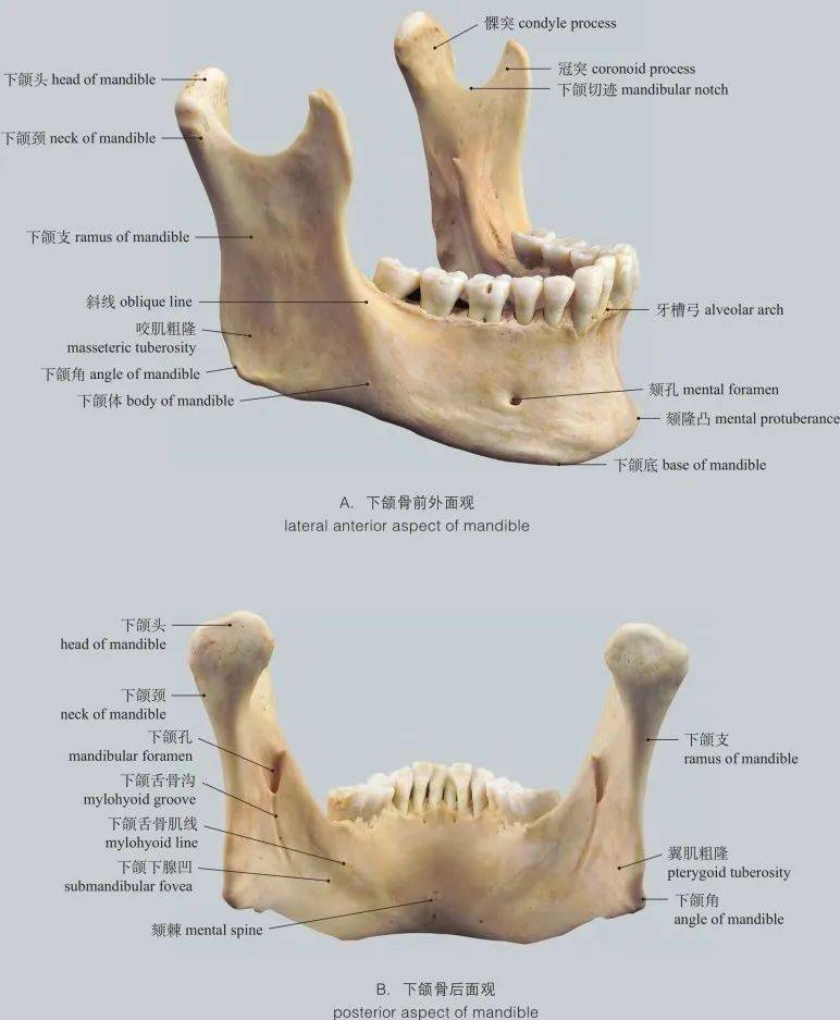 舌骨前外侧面观internal aspect of occipital bone图1-16 枕骨内面观