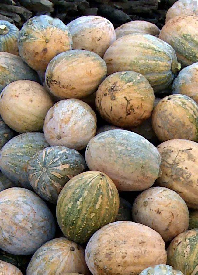 上海,广州,河南,郑州等其他城市,这里的气候也比较适合种植台湾qq南瓜