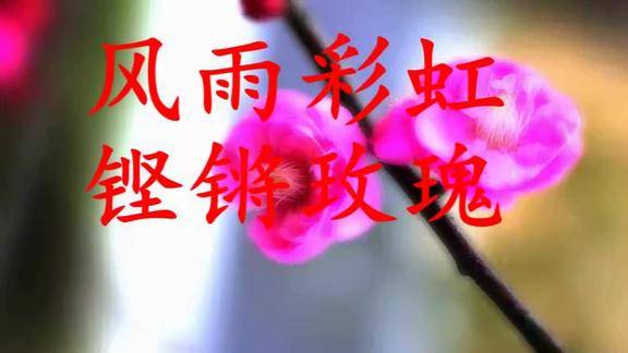 田震演唱风雨彩虹铿锵玫瑰纵横四海笑傲天涯永不后退