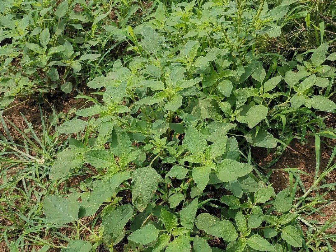 反枝莧的枝條粗糙,吃起來口感沒有家養莧菜嫩,食用反枝莧的速度遠低於