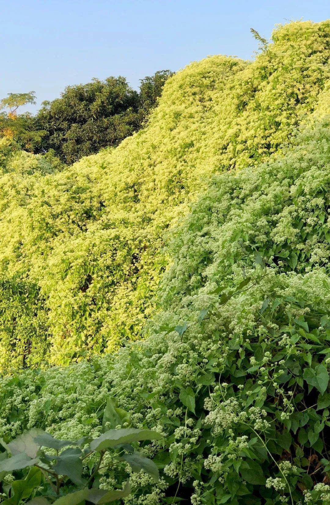 薇甘菊一旦疯长起来,也不管是平地还是沼泽,几个月就能覆盖一大片,这