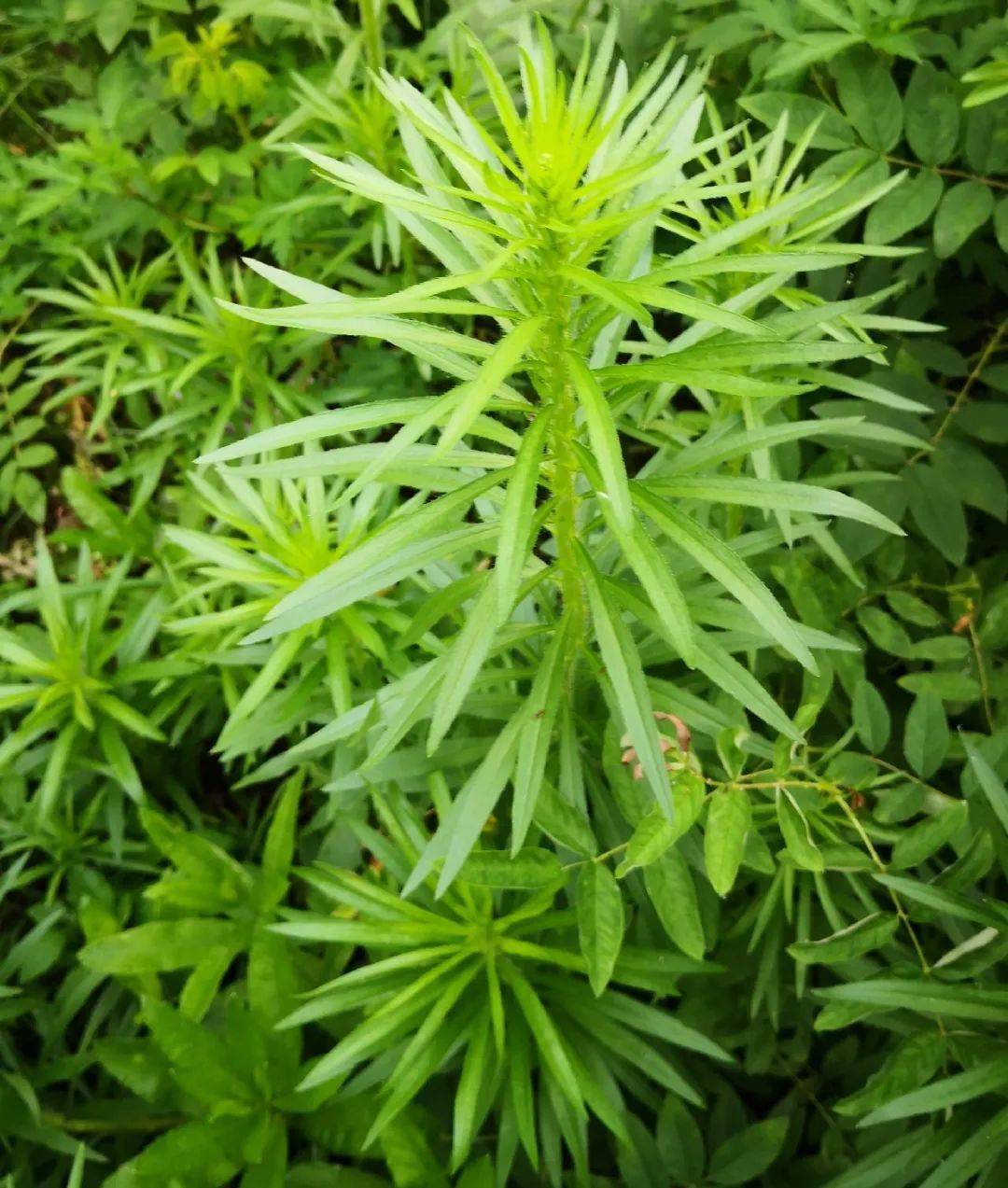 20种入侵植物见到就铲除留着就是大祸害