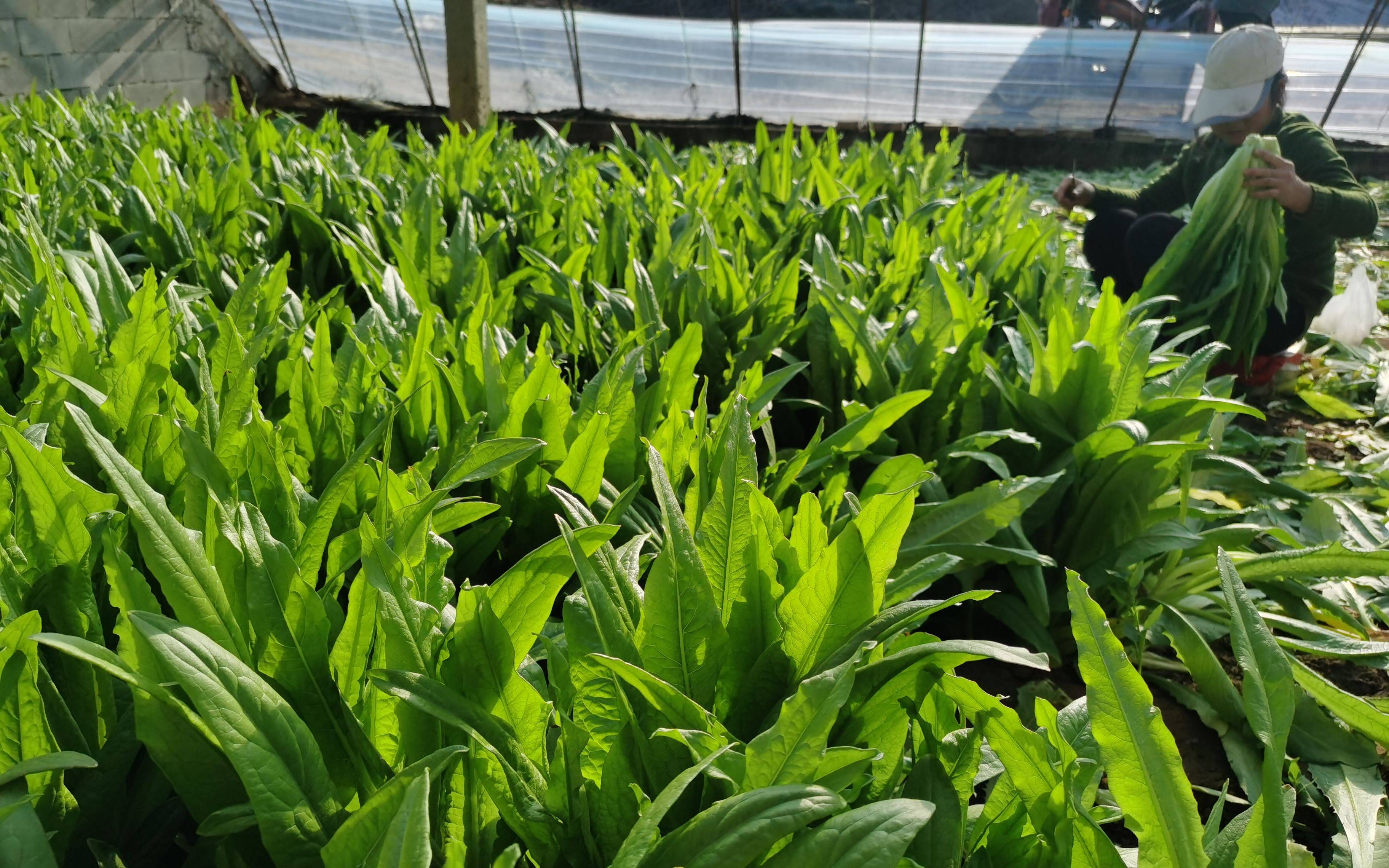 大棚里种的几乎都是油菜,偶尔有油麦菜