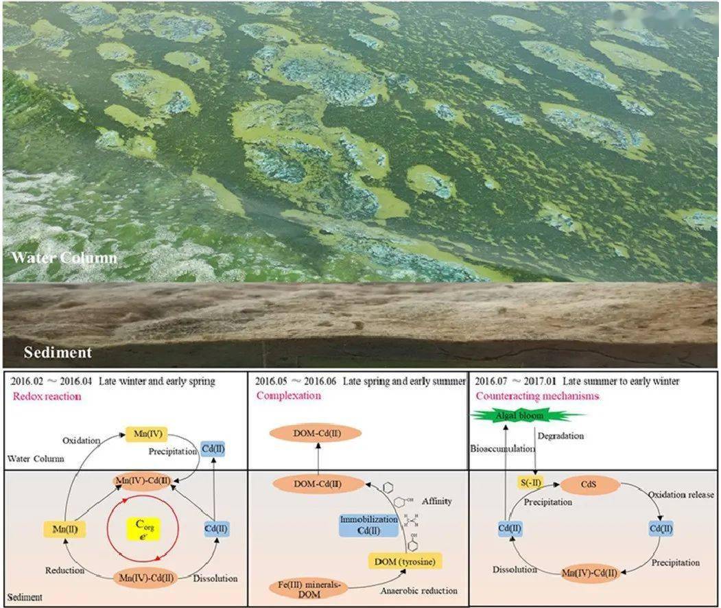 waterresearch富營養化湖泊中沉積物cd動態及影響機制