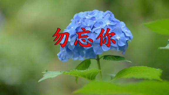 高安郭玲勿忘你今生无缘来生再续太温暖了真好听