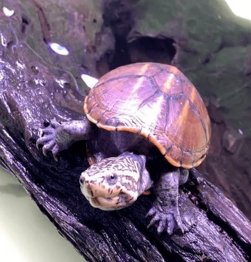 花上一分钟,认识一下果核泥龟_温度