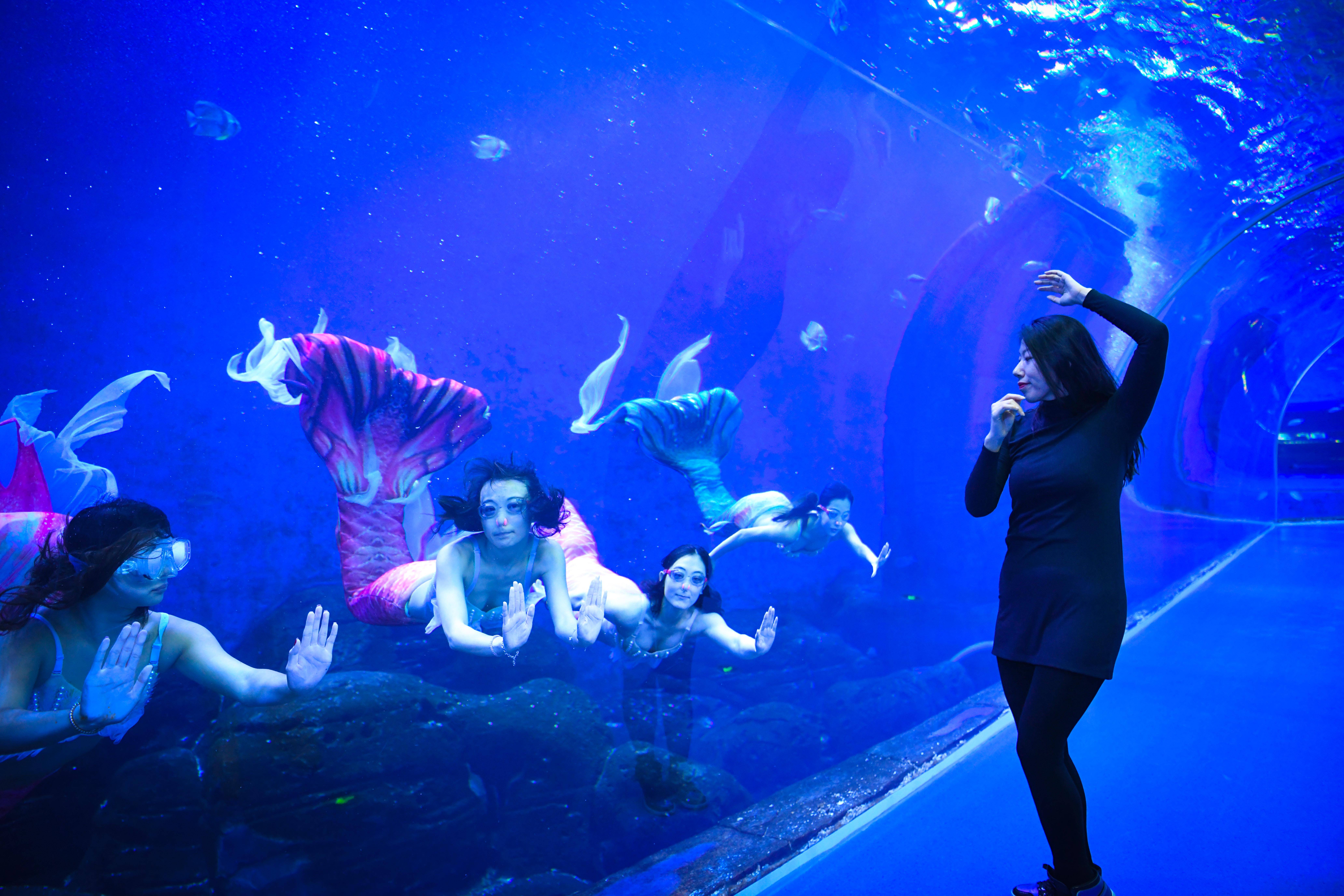 海底世界,刘兰(右一)与水下的美人鱼表演专业演职人员交流(12月10日