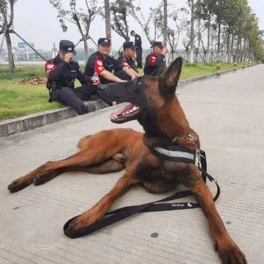 我是巴万~_警犬