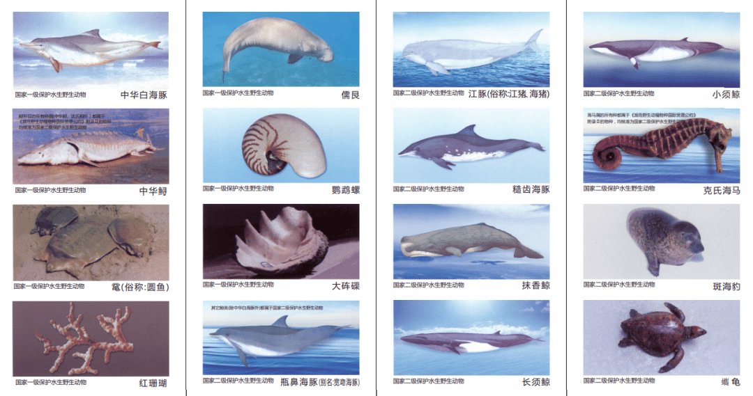 科普问答这些水生动物不能吃不能碰你认得几种