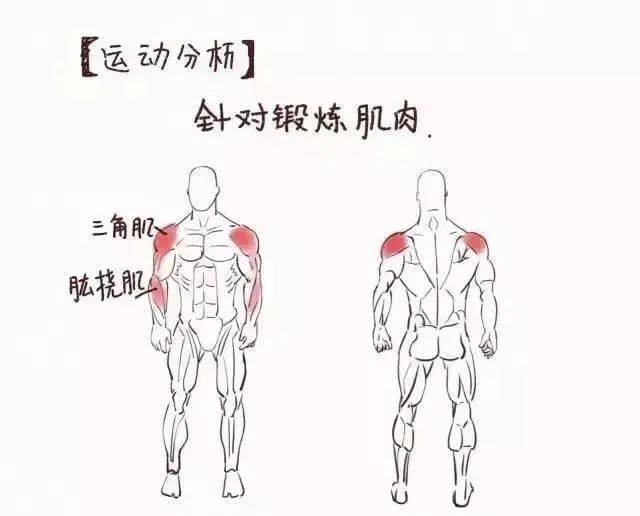 三角肌 股撓肌鍛鍊部位4腹肌 股直肌 前脛骨肌鍛鍊部位3肱三頭肌鍛鍊