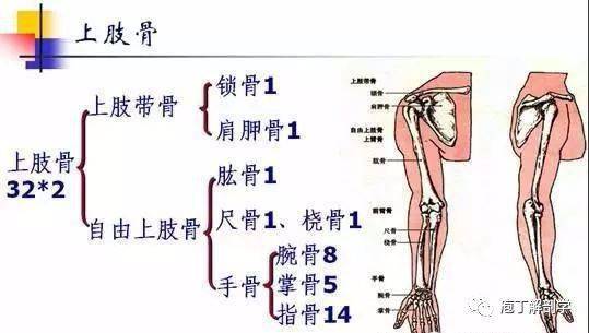 上肢解剖结构图图片