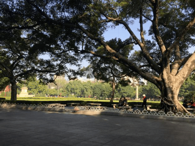 图|古树欣赏广州最老的木棉树(至今已有三百多年历史)在中山纪念堂这