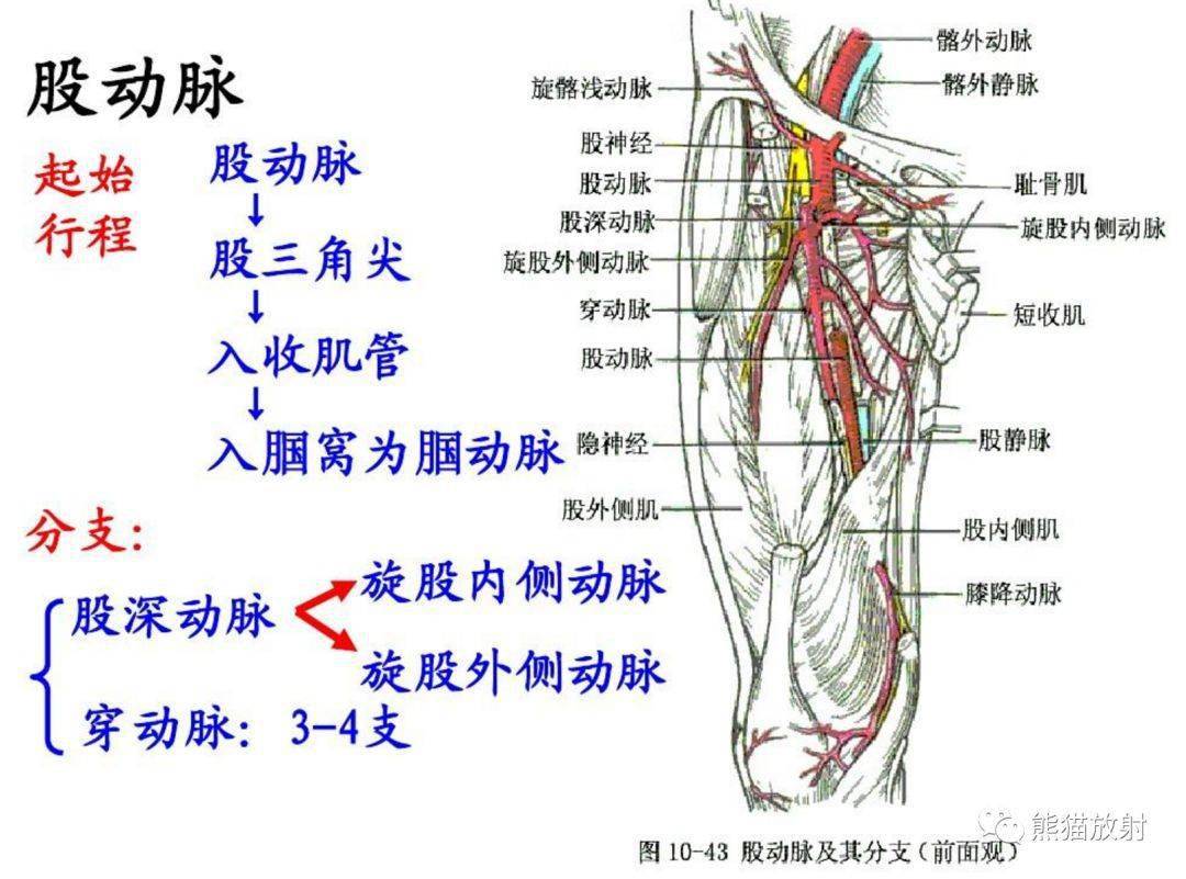 下肢动脉解剖图谱图片