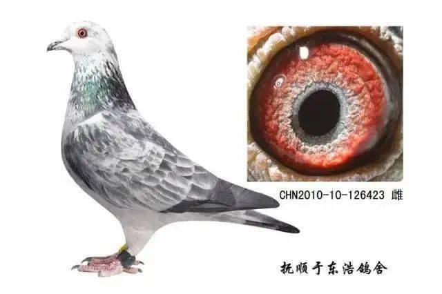 养鸽名家肖泽勤的引种心得