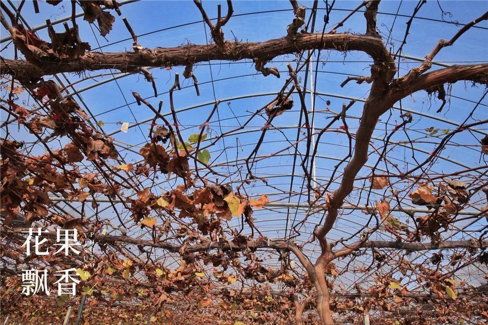 当葡萄园遇见园艺师那模样简直美爆了