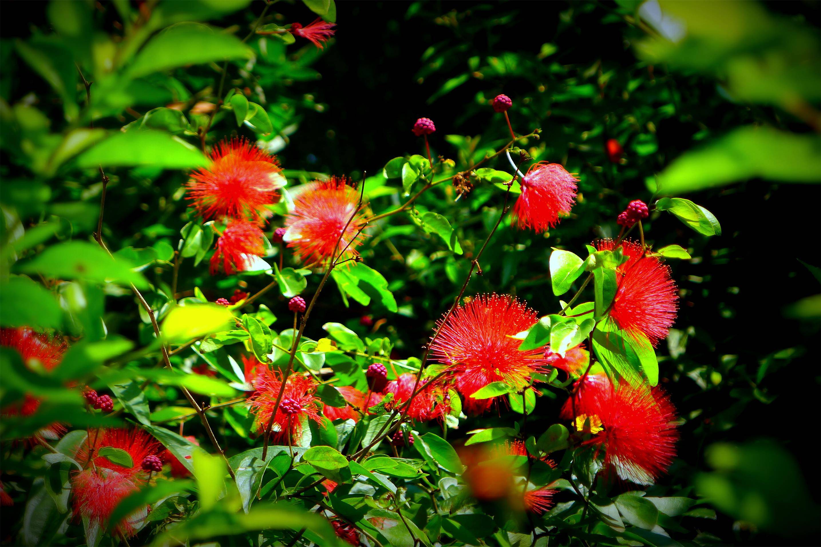 红粉扑花美人面