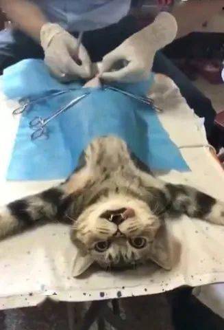 猫咪被拉去做绝育手术,面无表情躺在手术台上,一脸的万念俱灰