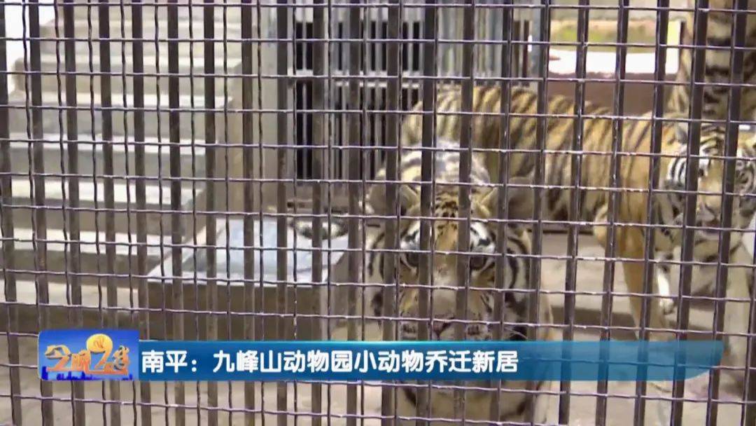 小老虎分房啦南平九峰山動物園小動物搬新家