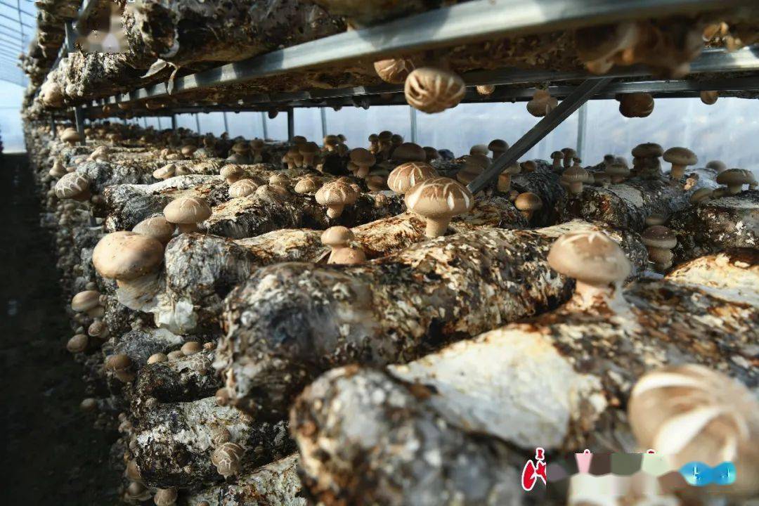 香菇产业遍地开花康乐县现代农业科技示范基地发展见闻
