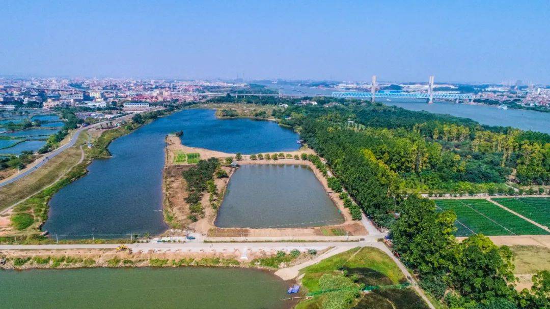 万亩湿地,鹭鸟齐飞……佛山这个江心小岛,颜值爆表!_金沙