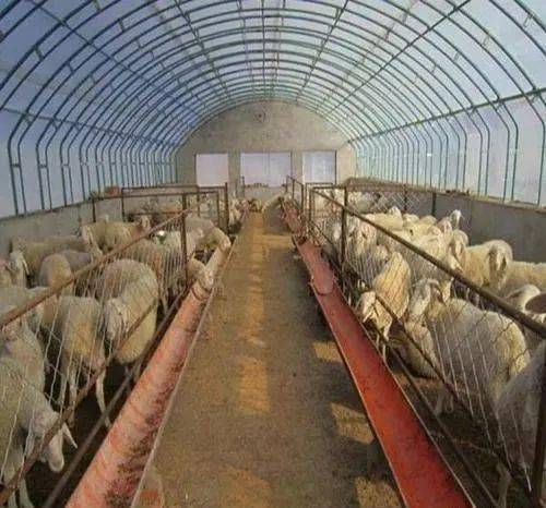 羊的生长与羊舍温湿度有重要的关系,气温对于羊体的影响很大,研究表明