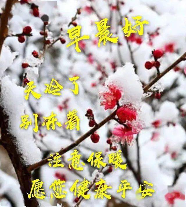 2020冬季腊梅鲜花早安图片带字带祝福语暖心的冬天早上好祝福语图片带