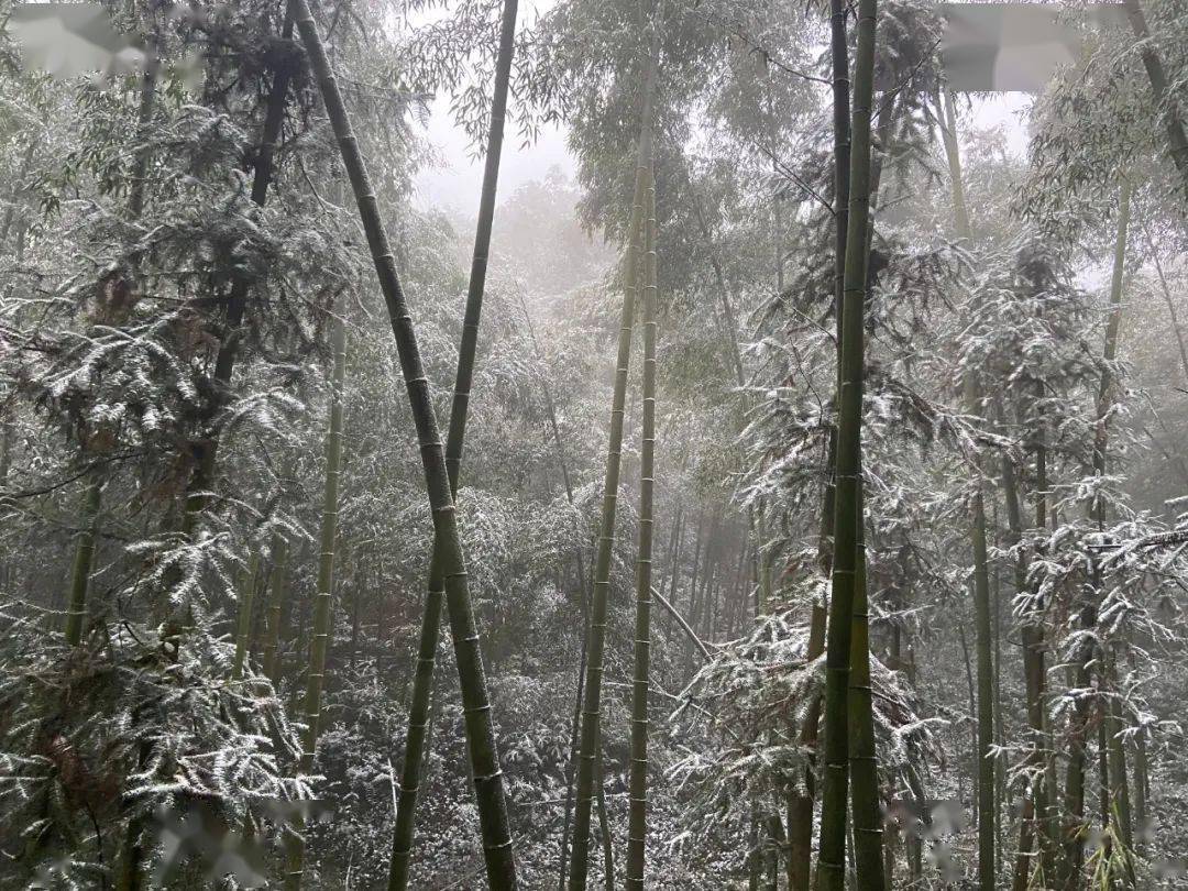 梅岭雪图片