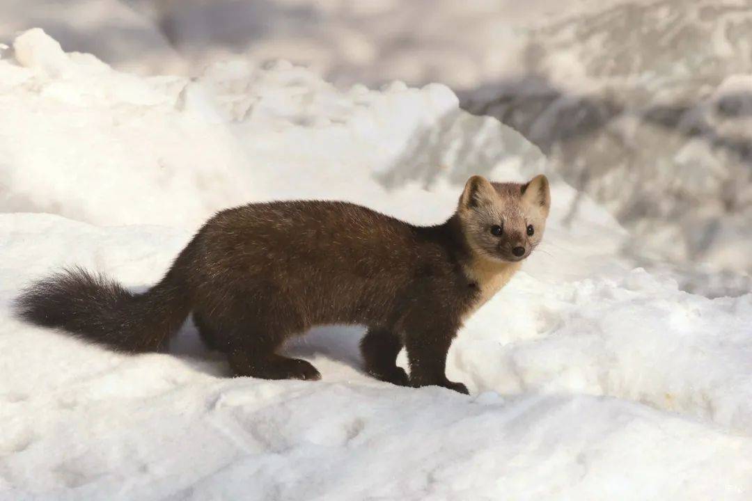 动物界的战斗民族