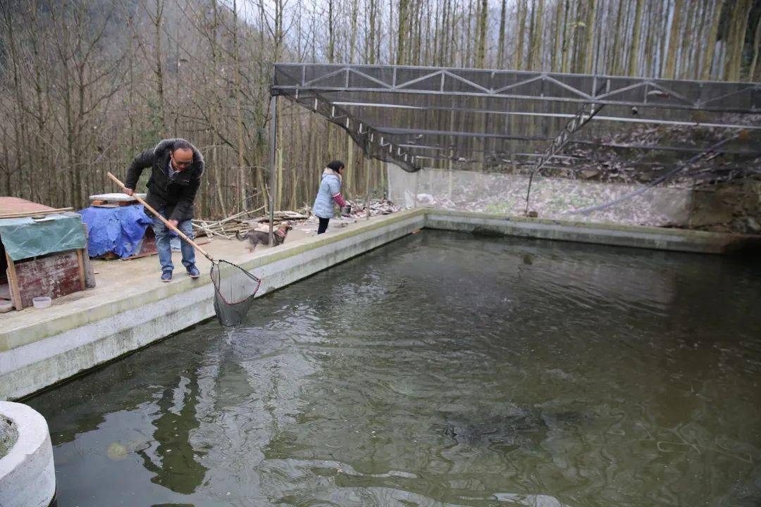 鱼跃"农"门丨全州首家冷水鱼资源原种场在汶川正式投产!_养殖